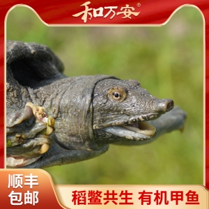 和萬安稻鱉共養有機甲魚禮盒裝 順豐包郵